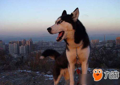 哈士奇最新爆料,揭秘明星背后的真实生活